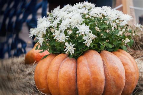 Creative Fall Décor: How to Combine Pumpkins & Mums for Autumn ...