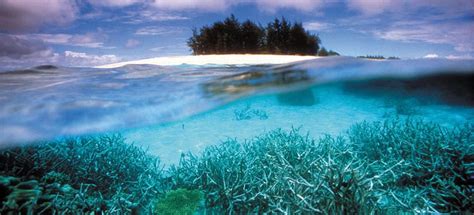 acropora-coral-in-reef-lagoon | Creation 101