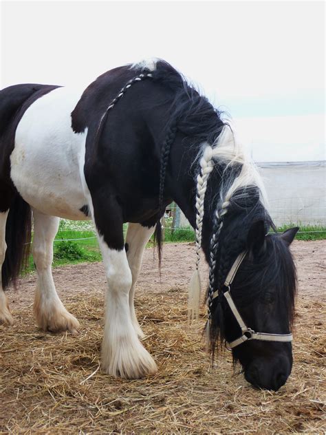File:Gypsy Vanner Horse black and white.JPG