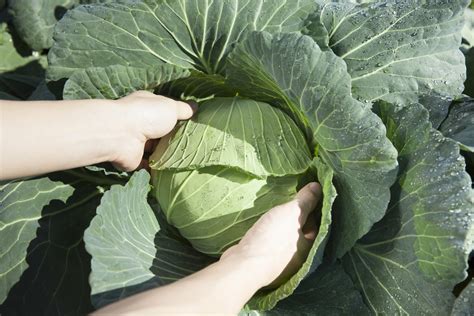 When to Harvest Cabbage » Top Picking Tips