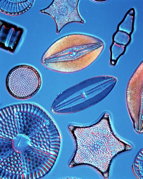 Diatoms Photograph by Natural History Museum, London - Fine Art America