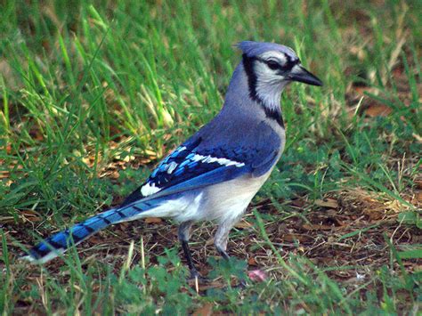 Blue Jay – Vivid – DFW Urban Wildlife