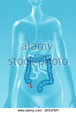 APPENDIX, DRAWING Stock Photo, Royalty Free Image: 130789883 - Alamy