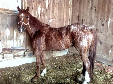 Chimera Horse.. | Rare horse coat: brindle | Pinterest | Horses ...