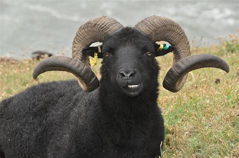 North Devon : Hebridean Sheep on Baggy... © Lewis Clarke :: Geograph Britain and Ireland