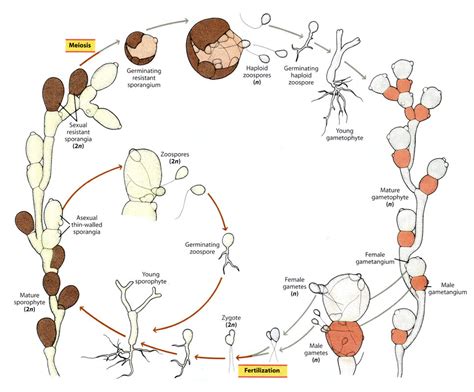 Botany SRU Lecture 5 Diagram | Quizlet