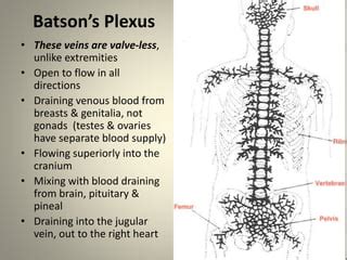 Anatomy of Alchemy | PPT