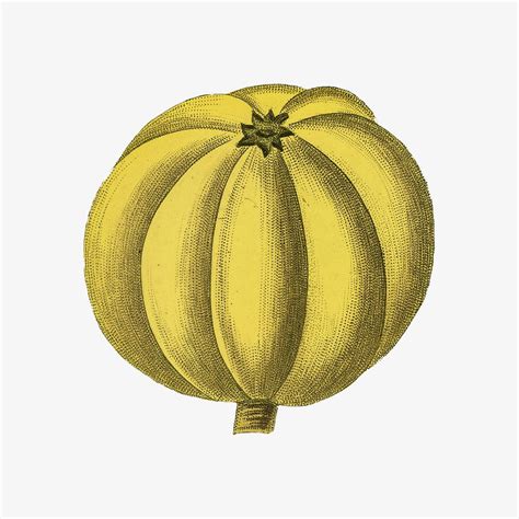 Yellow fruit vintage illustration | Premium Photo - rawpixel