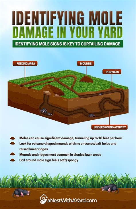 Identifying Mole Damage in Your Yard