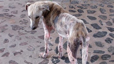 Dog With Mange: Treatment And Prevention