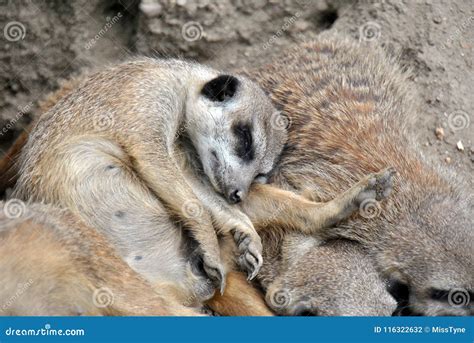 Cute Meerkat Sleeping in a Bundle with Its Family Stock Photo - Image of guard, wild: 116322632