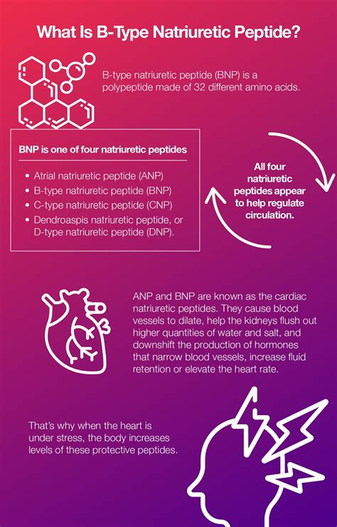 All About B-Type Natriuretic Peptide and Congestive Heart Failure – The Amino Company