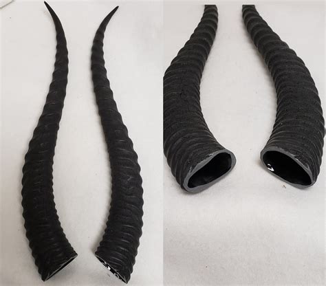 Sable Antelope Horns – DreamVision Creations