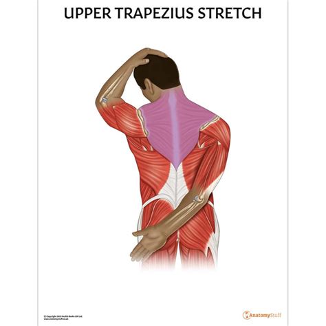 Upper Trapezius Stretch Chart | Stretching Anatomy Poster | Fitness Exercise