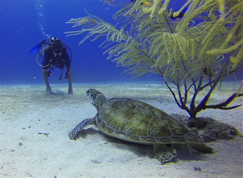 Top 10 Scuba Diving Locations in Palawan | Left My Heart In Palawan