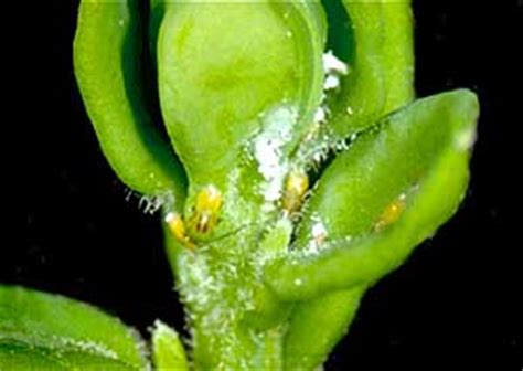 Landscape: Boxwood Psyllid | UMass Center for Agriculture, Food and the Environment