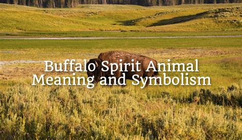 Buffalo Spirit Animal – Meaning and Symbolism - Spirit Animal Mysteries