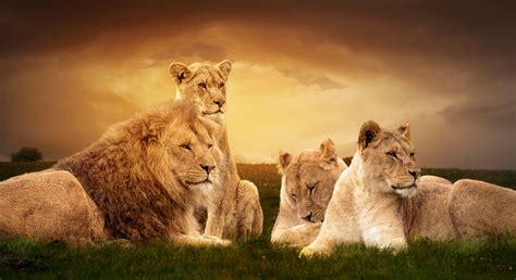 Explaining Lion Families - Discovery UK