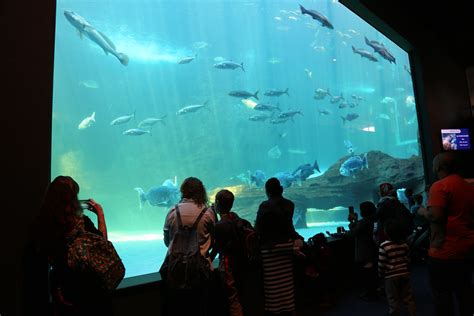 Two Oceans Aquarium, Cape Town, South Africa | flowcomm | Flickr