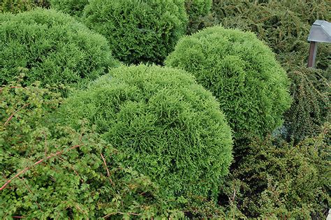 Little Giant Arborvitae (Thuja occidentalis 'Little Giant') in Winnipeg ...