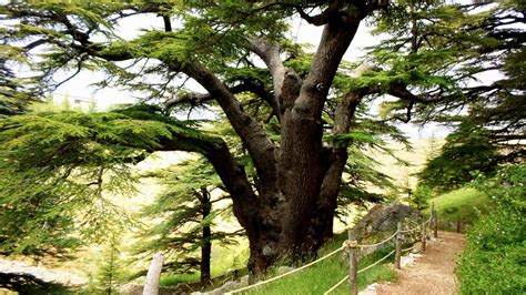 8 Cedars Forests to visit in Lebanon - LebanonUntravelled.com