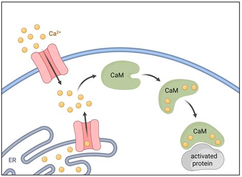 Cell signaling MCQ [Free PDF] - Objective Question Answer for Cell ...