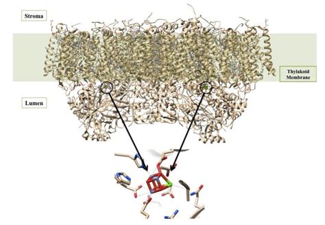 The Oxygen-Evolving Center (OEC) of Photosystem II - Chemistry LibreTexts