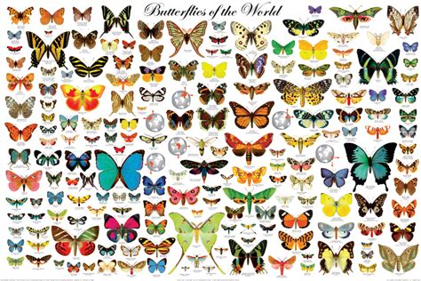 Butterflies of the World Posters - Insect Poster, Picture, Print