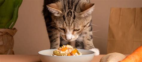 Best 3 Fresh Cat Food Recipes