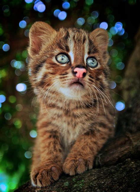 a wildcat endangered animals ! | Endangered animals, Wild cats, Animals