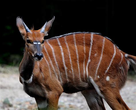 African Nyala Deer Photograph by Chua ChinLeng