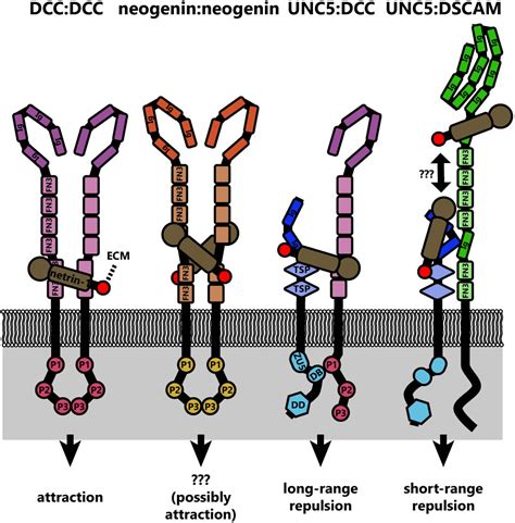 Frontiers | Revisiting Netrin-1: One Who Guides (Axons)