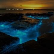 Auckland: Bioluminescence Kayak Tour | GetYourGuide