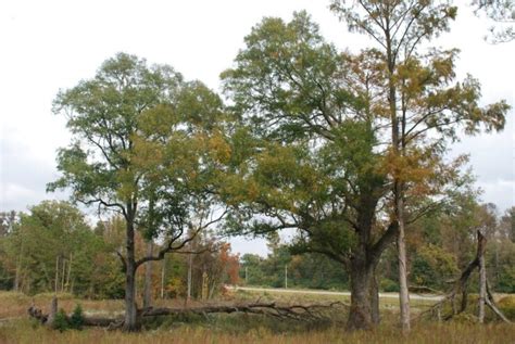 Tree Features: Laurel Oak - Quercus Laurifolia - The Jump