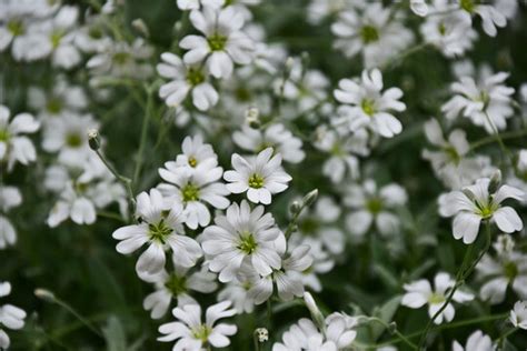 Caryophyllaceae 이미지 – 찾아보기 6,505 스톡 사진, 벡터 및 비디오 | Adobe Stock