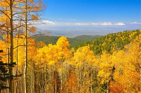 Seeing Things: Quaking Aspens In Fall Colors