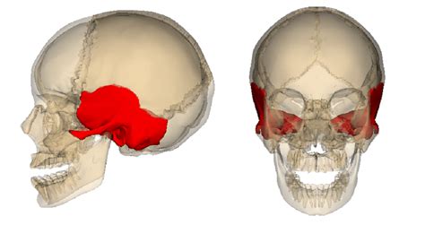 Temporal Bone - The Definitive Guide | Biology Dictionary