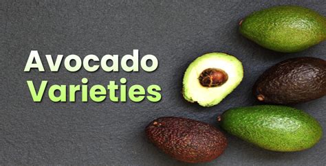 Different Avocado Varieties | Types, Species & Kinds - EmbraceGardening