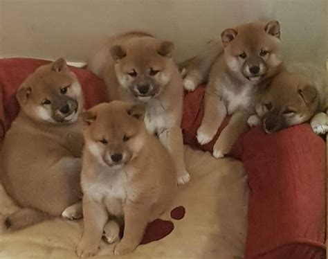 Shiba Inu puppies for sale | in Doncaster, South Yorkshire | Gumtree