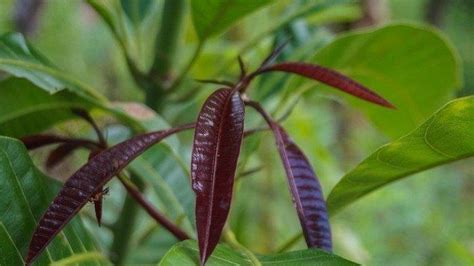 Banyak Ditemukan di Lingkungan Sekitar, Cara Mengolah Daun Mangga Muda ...