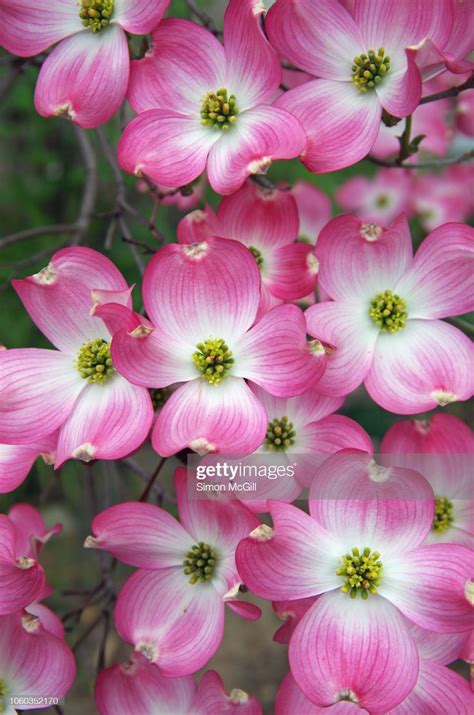 Pink Flowering Dogwood in Full Bloom