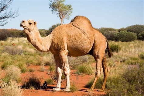 5 reasons why you should give camel milk a go - News + Articles ...