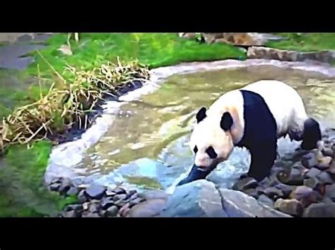 National geographic Life of Panda BBC wildlife animal documentary 2016 Full HD - YouTube