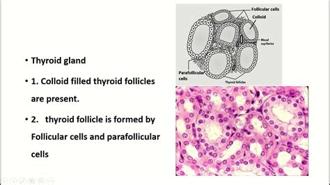 Thyroid Gland Histology Slide | Hot Sex Picture