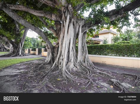 Giant Banyan Tree Image & Photo (Free Trial) | Bigstock