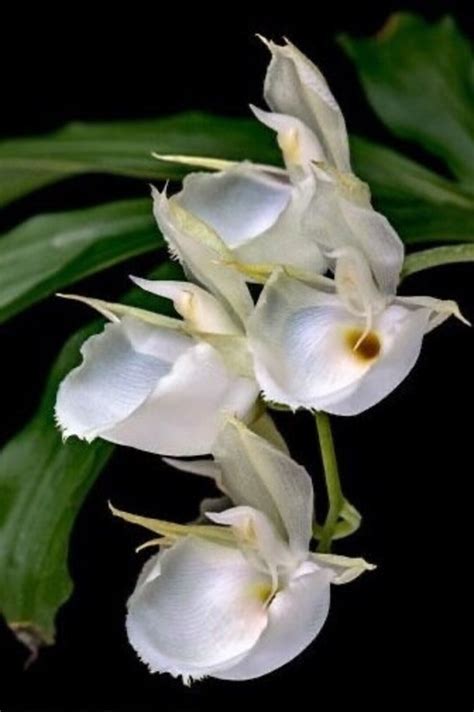 A Very Special Orchid/ Catasetum Pileatum F. Album / With New Growth in ...