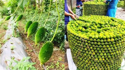 Asia Spine Gourd Farming and Harvest - How Spine Gourd cultivation asian technology Harvesting ...