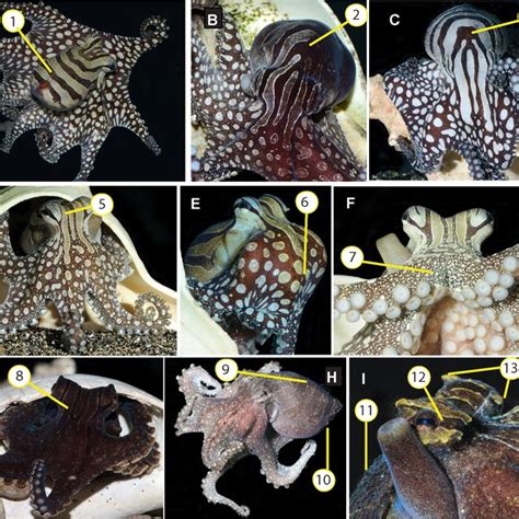 Life Cycle Of Octopus