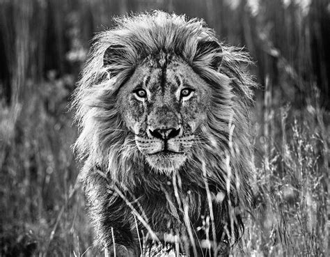 Black And White Animal Portraits_4 – Fubiz Media