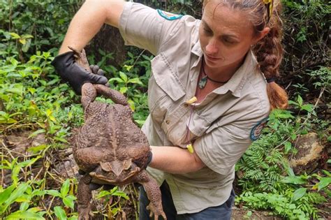 Giant cane toad discovered in Australia dubbed ‘Toadzilla’ | Environment News | Al Jazeera